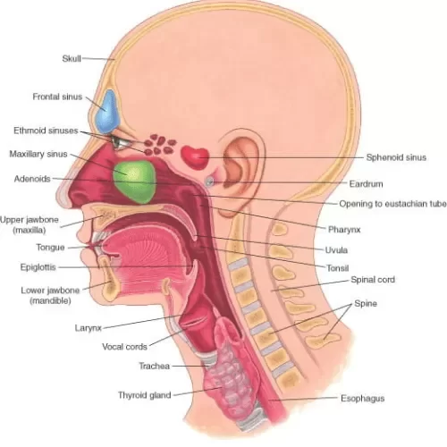 OTORHINOLARYNGOLOGY Vasco