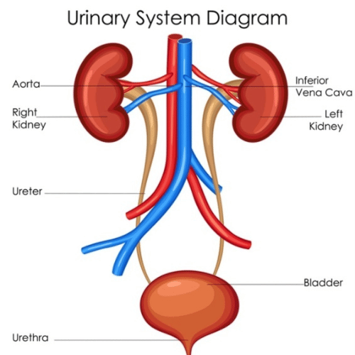 Urology vasco