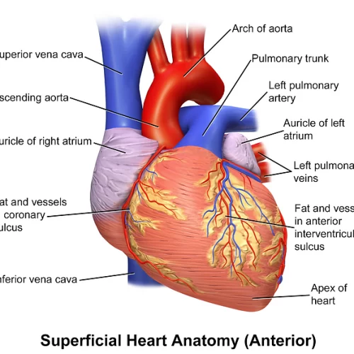 Cardiology 1